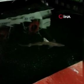 Haliç’te balıkçının oltasına köpek balığı takıldı
