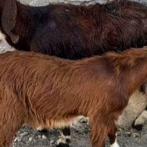 Edirne'de bir kişi, alkolün etkisiyle başkasına ait keçiyi evine götürdü