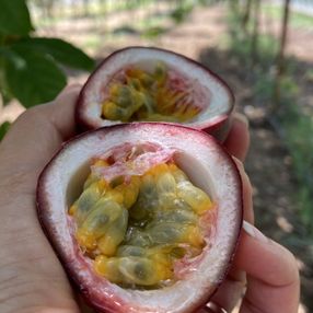 Antalya'da şifa niyetine ektiği passiflora meyvesinin ticaretini yapıyor