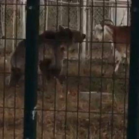 Sarıkamış’ta keçilere saldıran ayı
