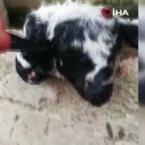 Bursa’da çift başlı kuzu dünyaya geldi