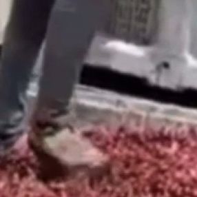 Afyonkarahisar'da vişneleri ayakkabılarıyla ezen 4 kişi serbest