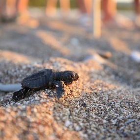 Antalya'da caretta caretta yavrularının denize doğru zorlu yolculuğu başladı
