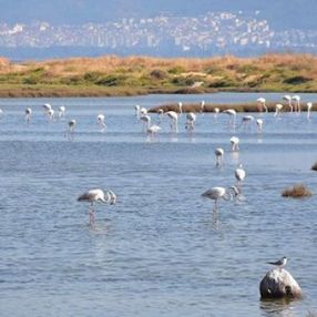 Gediz Deltası'nda bazı kuş türleri ölü bulundu