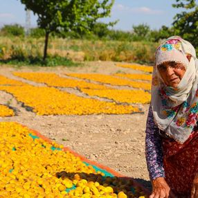 Mevsimlik tarım işçileri bayramı kayısı tarlalarında geçiriyor