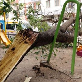 Eskişehir'de çocuk parkındaki dut ağacı, salıncakların üzerine devrildi