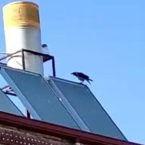 Elazığ’da ’Allah’ diye bağıran karga