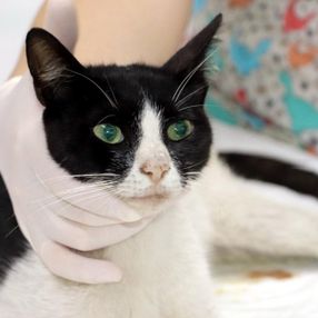 Zonguldak'ta kedi cinsel saldırıya uğradı