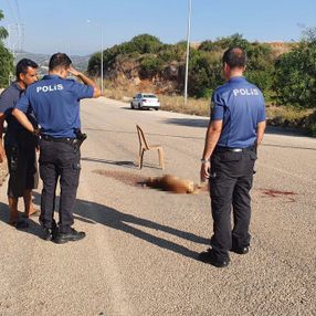 Adana'da av tüfeğiyle vurulan sokak köpeği öldü