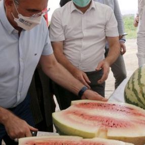 Diyarbakır Valisi, hasadı yapılan 45 kiloluk karpuzu kılıçla kesti