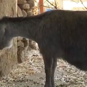 Yangın sırasında yavrusunu kaybeden anne keçinin içler acısı hali