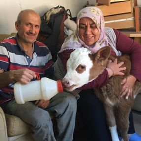Bartın'daki sel sonucu annesini kaybeden buzağıya bakıyorlar