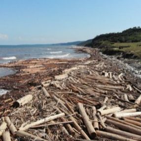 Karadeniz'de sel sularıyla toplanan tomruklar, denizi örtü gibi kapladı