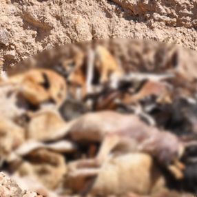 Telef olmuş kedi ve köpekler İBB barınağında toplu mezara konuldu