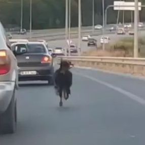 Bursa'da otobana çıkan keçi, sürücülere zor anlar yaşattı