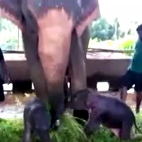 Sri Lanka'da 80 yıl sonra ikiz fil doğdu