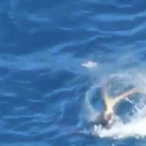 Antalya'da fok balığının ahtapot avı kameraya kaydedildi