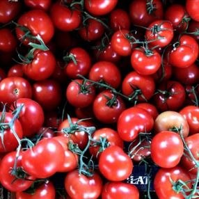 Yerli tohum, domatesleri çürümeye karşı koruyor