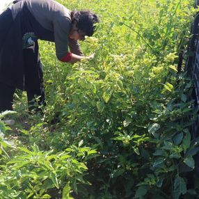 Aksaray'da mor çilek yetiştiren vatandaş taleplere yetişmekte zorlanıyor