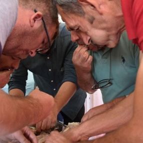 Tekirdağ'da oğlak yakalama ve yeme yarışması