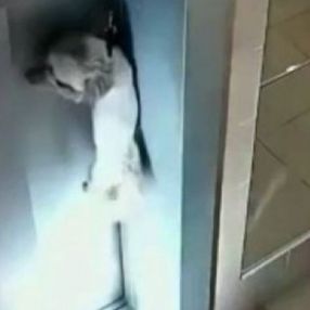Rusya'da asansör kapısına sıkışan köpeği apartman sakini kurtardı
