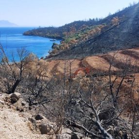 Milas’ta yanan ormanlık alanlara 'inşaat yapılıyor' iddiası yalan çıktı