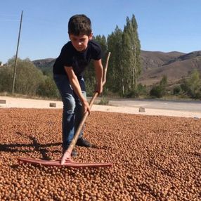 Doğu Karadeniz'de fındıkların kuruması için göç başladı