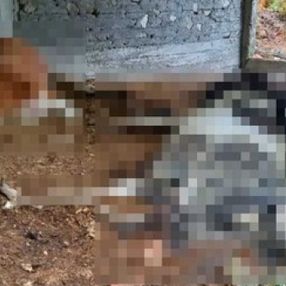 Sinop’ta ayılar, 6 büyükbaş hayvanı telef etti