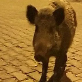 Muğla'da görüntülediği domuzlarla sohbet etti