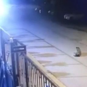 Tuzla'da köpeği ezen kamyonet kamerada