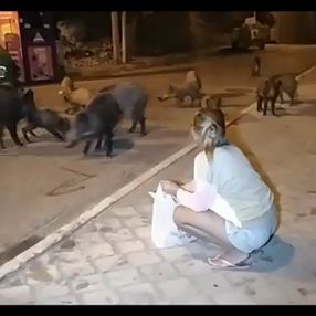 Fethiye’de aç kalan domuzları elleriyle beslediler