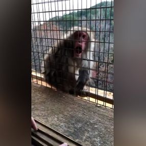 Japonya'da sihirbazlık oyununa şaşıran maymun