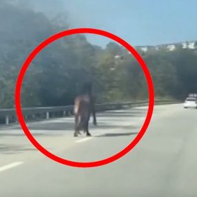 Bursa'da karayoluna koşan at