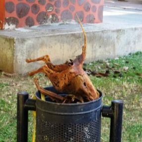 Antalya'da çöpte yanarak ölmüş kedi bulundu