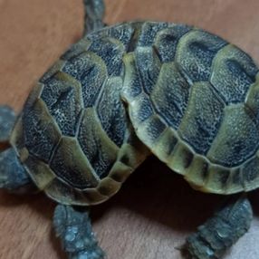 Pamukkale travertenlerinde siyam ikizi kaplumbağa bulundu