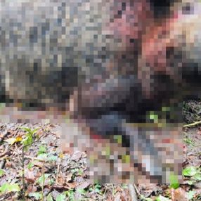 Zonguldak'ta avcılar 400 kiloluk domuzu etkisiz hale getirdi