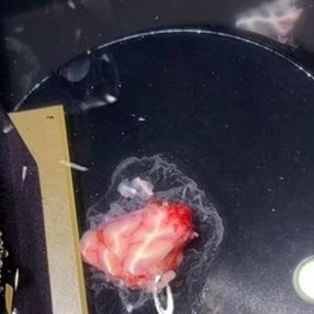 Danimarka'da insan beyninden alınan bir parça 12 saat canlı tutuldu