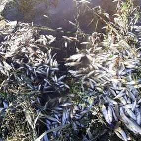 Aydın'daki Büyük Menderes Nehri'nde binlerce balık öldü