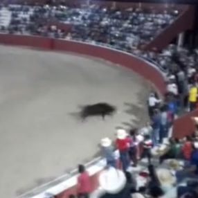 Meksika'daki kementle boğa yakalama etkinliğinde kan aktı