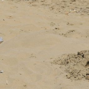 Mersin’de sıcağı gören denize koştu