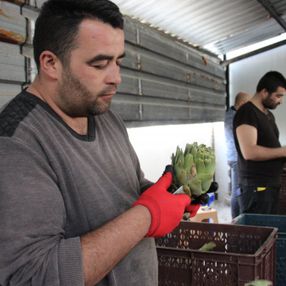 Aydın’da enginar soyma ekibinin aylık kazancı dudak uçuklattı