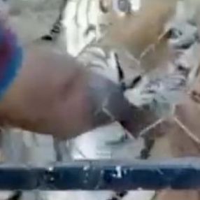 Meksika'da bakıcısı olduğu kaplanın saldırısına uğrayan kişi öldü
