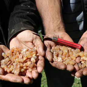 Artvin’de çam sakızı toplayan bir babanın feryadı