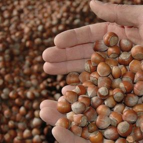 Giresun'un Tombul Fındığı'na AB tescili
