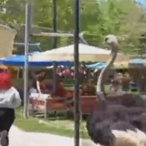 Aksaray'da barınağından kaçan deve kuşu, kadın müşteriyi kovaladı