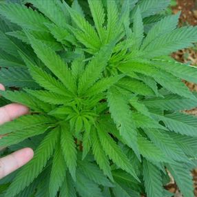 Rize'de kenevir fabrikas� kurulacak.