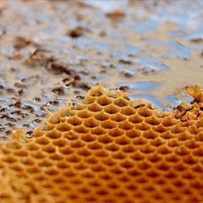 Türkiye'nin bal ihracatı yüzde 75 arttı