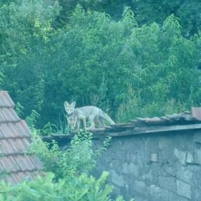 Karabük'te iki tilki, evlerin çatısında güneşlendi