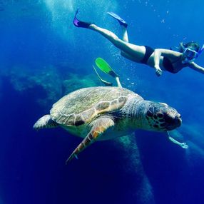 İztuzu Plajı'nda caretta carettalara ‘dokunmayın’ uyarısı