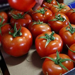 Domates ihracatı Ticaret Bakanlığı iznine bağlandı